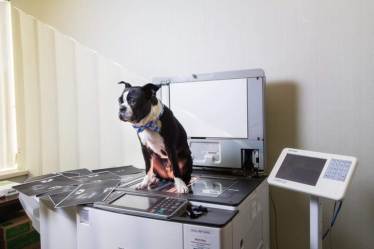 Dog on Copier